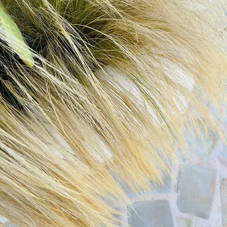 Casa Henrietta 度假居 哈维亚